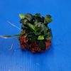 Anubias Nana Petite on Lava Rock **NEW**