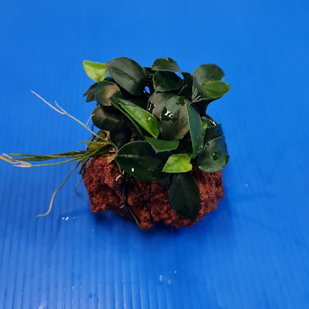 Anubias Nana Petite on Lava Rock **NEW**