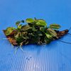 Anubias Nana Petite on Small Driftwood **NEW** 