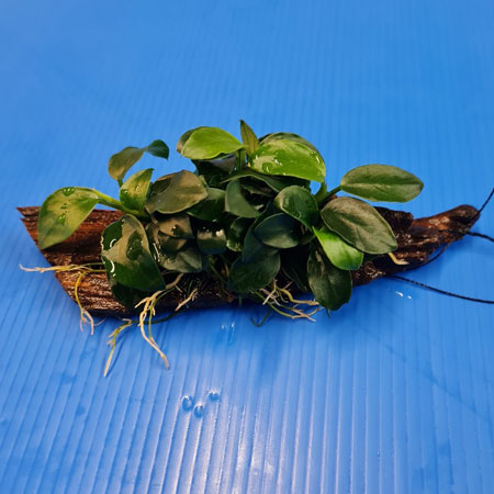 Anubias Nana Petite on Small Driftwood **NEW**