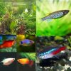 Small Tropical Tank Filler-Fish and Plants (Pack 20)