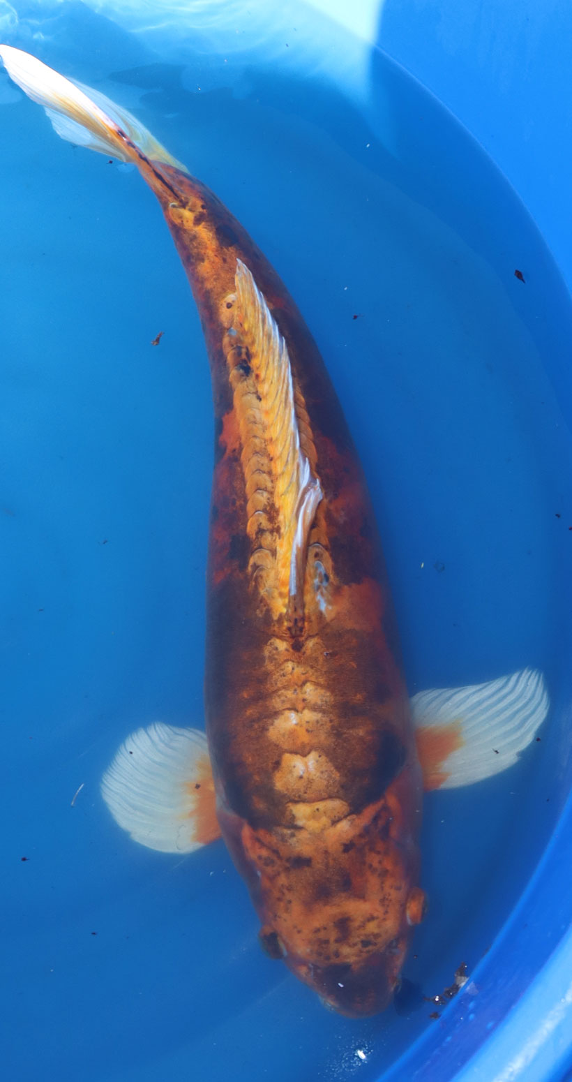 Koi Carp 21'' (CK12)