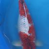Koi Carp 20'' (CK13)