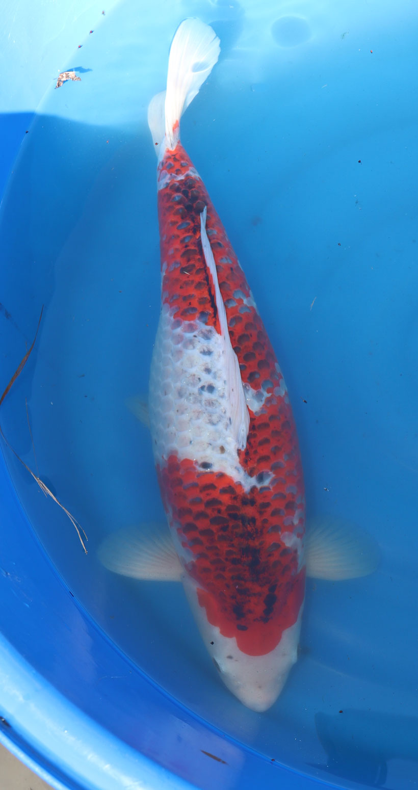Koi Carp 20'' (CK13)