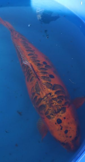 Koi Carp 24'' (CK4)