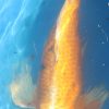 Koi Carp 20'' (CK5)