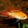 Fire Red Golden Agassizii PAIR 3-4cm
