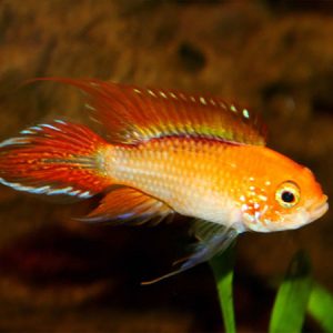 Fire Red Golden Agassizii PAIR 3-4cm