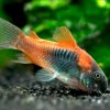 Orange Venezuelan Cory 3/4cm