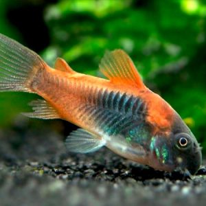 Orange Venezuelan Cory 3/4cm