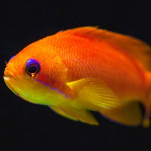 Wreck Fish 