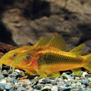 CW010 Gold Laser Cory **NEW** 3/4cm