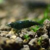 Jade Shrimp 