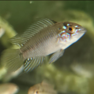 Alternative view of Borelli Opal Apistogramma PAIR