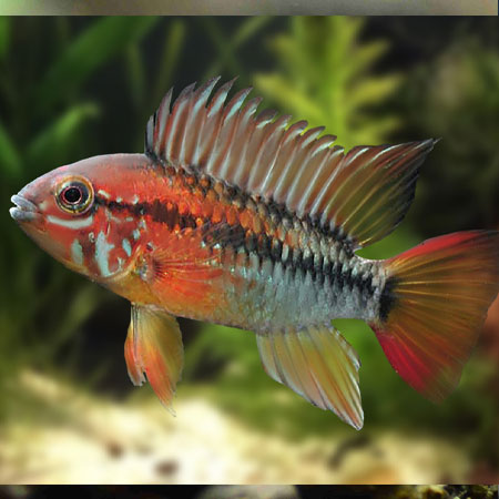 Red Throat Viejita Apistogramma 4cm PAIR (1 Male,1 Female) **NEW**