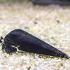Black Devil Snail 