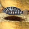 Convict Cichlid 5-6cm ***SALE***