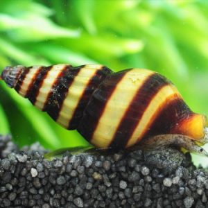 Snail Eating Snail 
