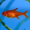 Ember Tetra Med 