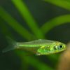 Blue/Green Neon (Kubotai) Rasbora  **NEW**  