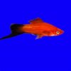 Red Wag Swordtail 4/5cm 