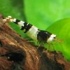 Black Crystal Shrimp ***NEW***
