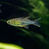 Celebes Rainbow (wild)