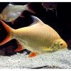 Albino Tinfoil Barb 6-7cm