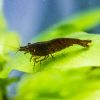 Chocolate Shrimp ***NEW***