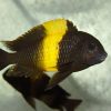 Yellow Banded Ikola Tropheus 3/4cm (Juvenille, not yet full colours)