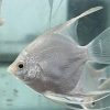 White Platinum Angelfish 3/4cm