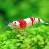 Red Crystal Shrimp ***NEW***