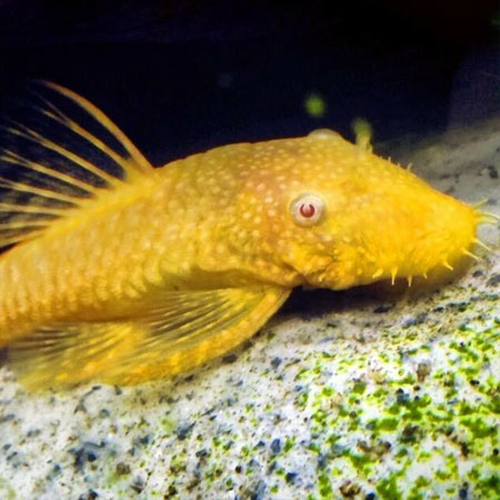 Albino Bristlenose Pleco 4/5cm Long fin