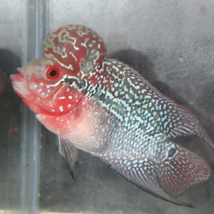 Super Red Dragon Flowerhorn 10cm