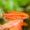 Albino Cherry Barb 