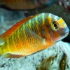 Moliro Tiger Tropheus 4cm (Juvenille, not yet full colours)