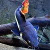 Redtail Catfish 6-8cm