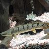 Polypterus Endlicheri 2.5"