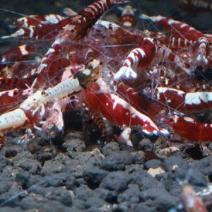 Red Pinto Shrimp ***NEW*** 