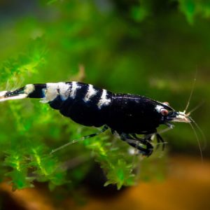 Black Pinto Shrimp ***NEW***  