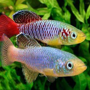 Guentheri Red Tail Killifish (MALE)