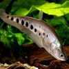 Clown Knife Fish 3'' ***NEW***