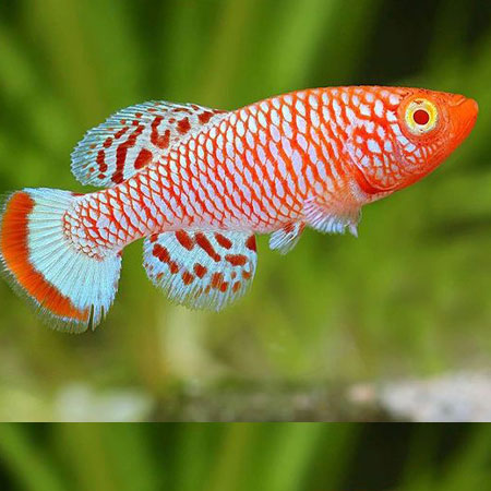 Rachovii Albino Killifish PAIR ***NEW***