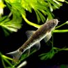 Garra Ruffa 2-3cm
