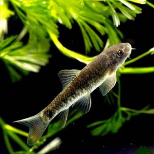 Garra Ruffa 2-3cm