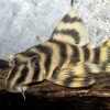 Candy Stripe Pleco L15 4-6cm 