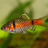 Odessa Barb 
