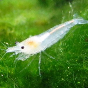 Snowball Shrimp **NEW** 