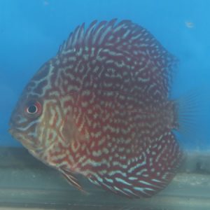 Snakeskin Discus 5/6cm