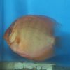 Red Brown Discus 5/6cm
